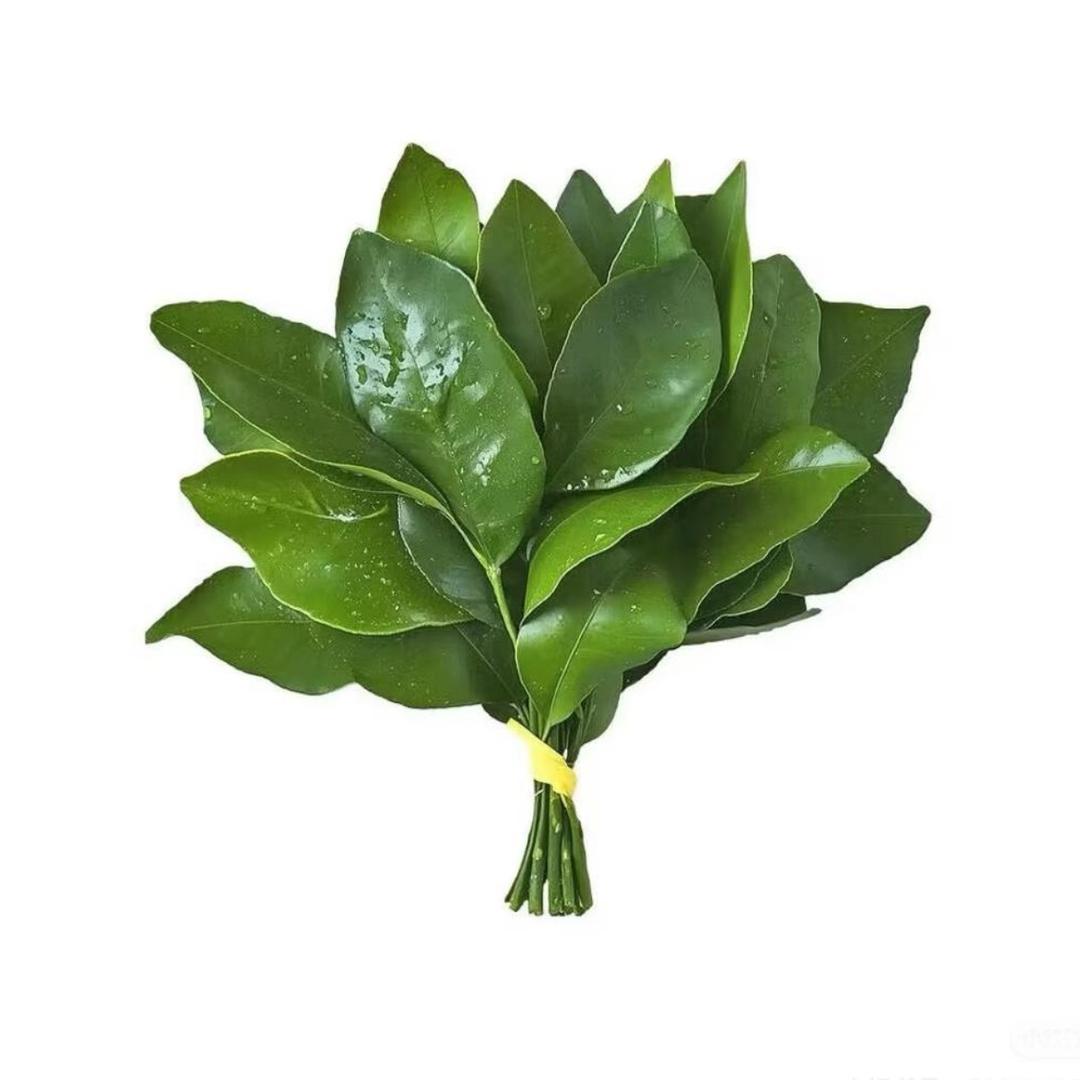 游泳的乌冬面