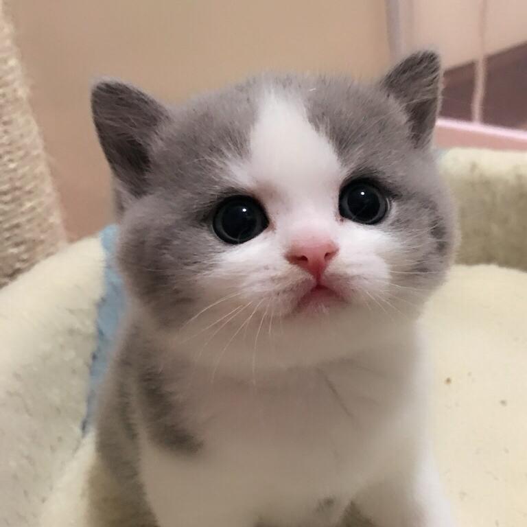 香喵McCall蓝白猫舍