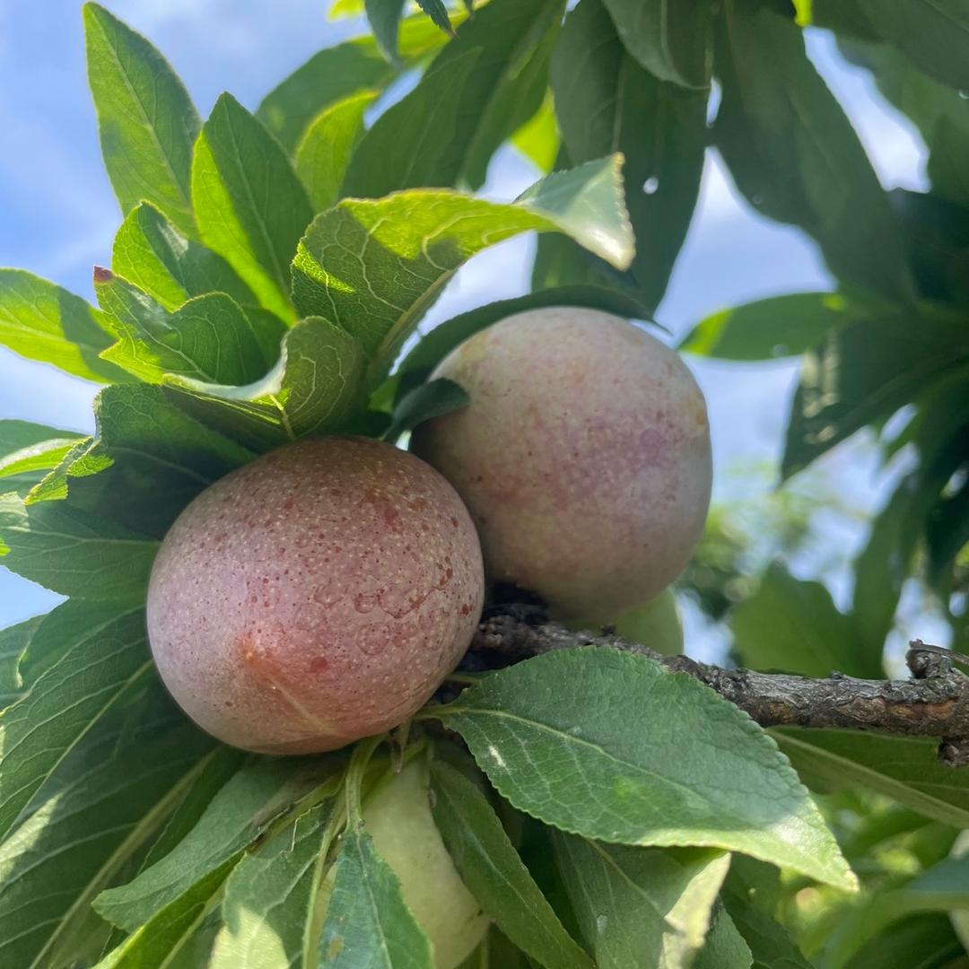 淘淘特产（嵊州金庭桃形李）