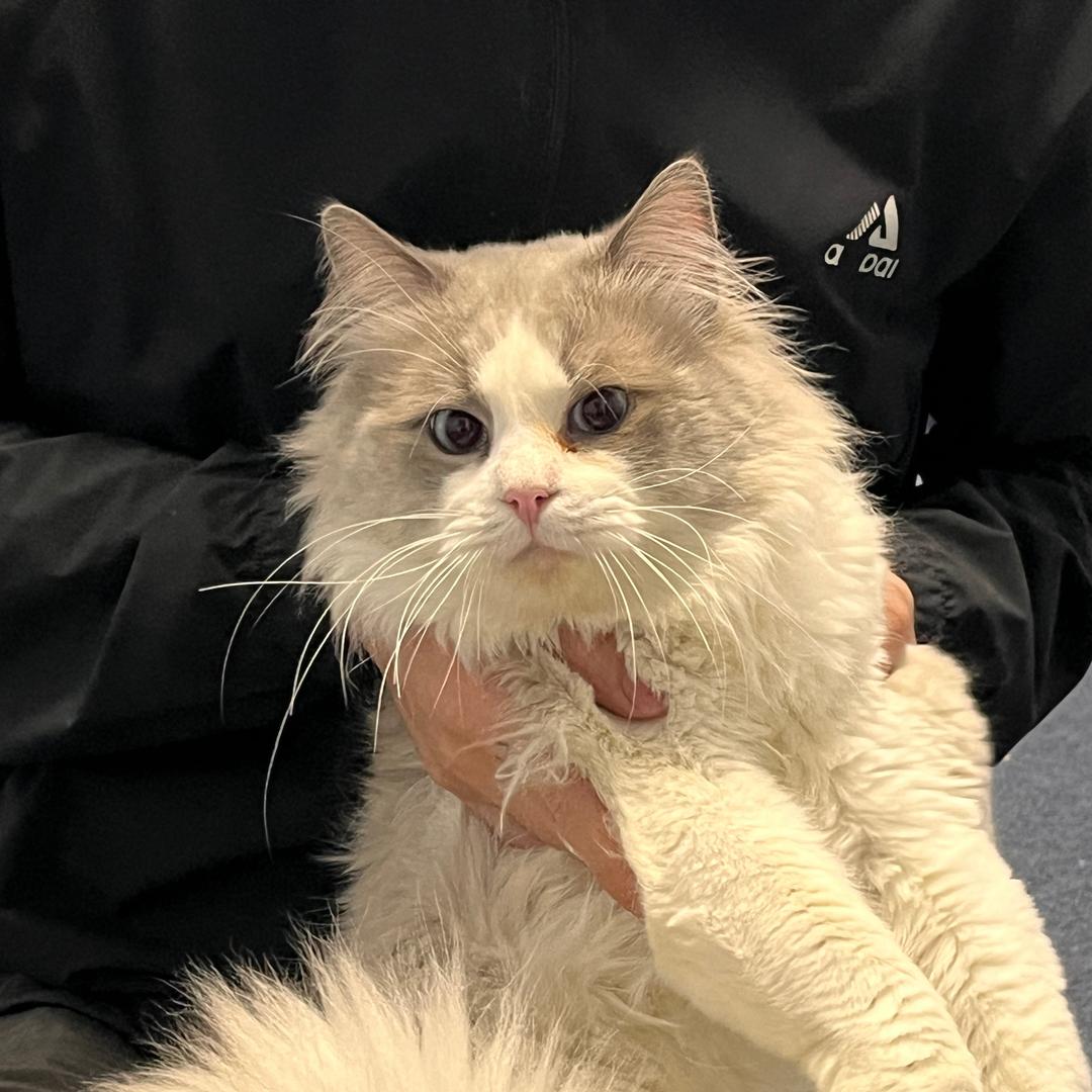 欧力奥猫砂工厂