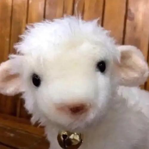 在普兰店卖本溪烤豆皮的小刘同学