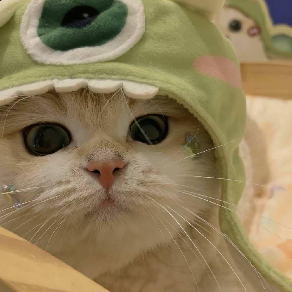 ´･ᴗ･`