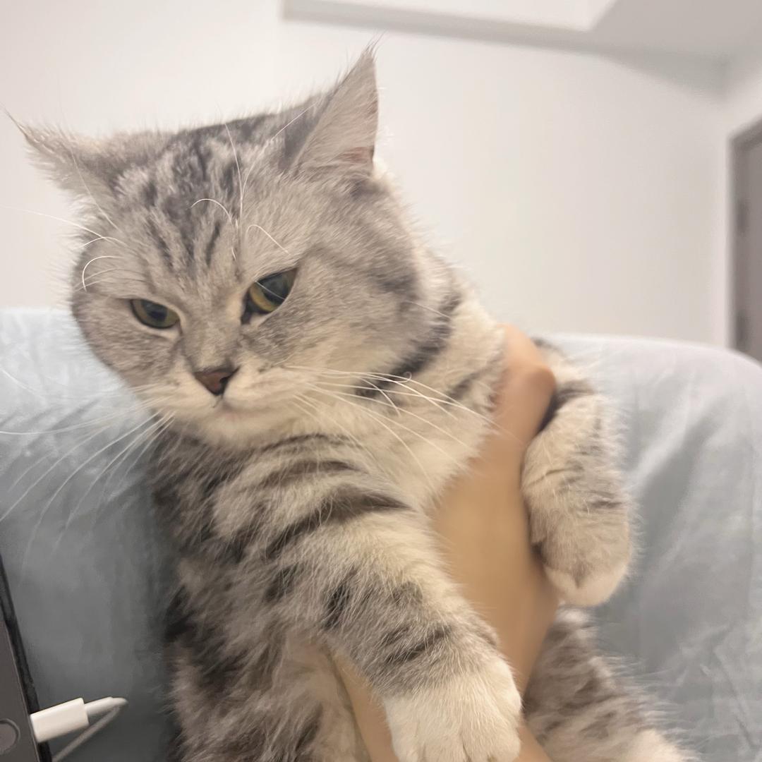 旺旺是只猫