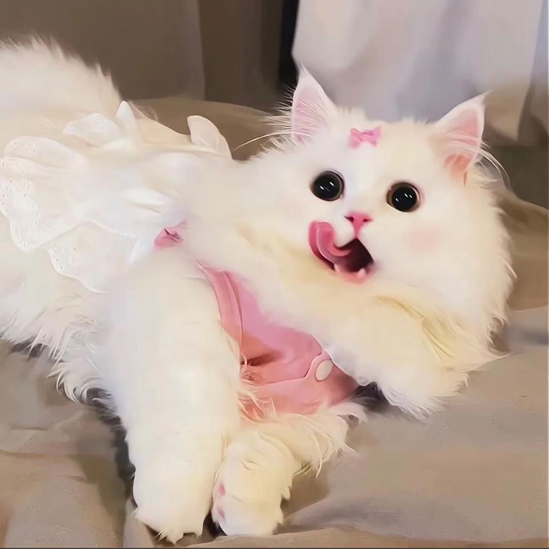 LOLITA.