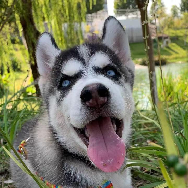 米修and奥哥@抖音