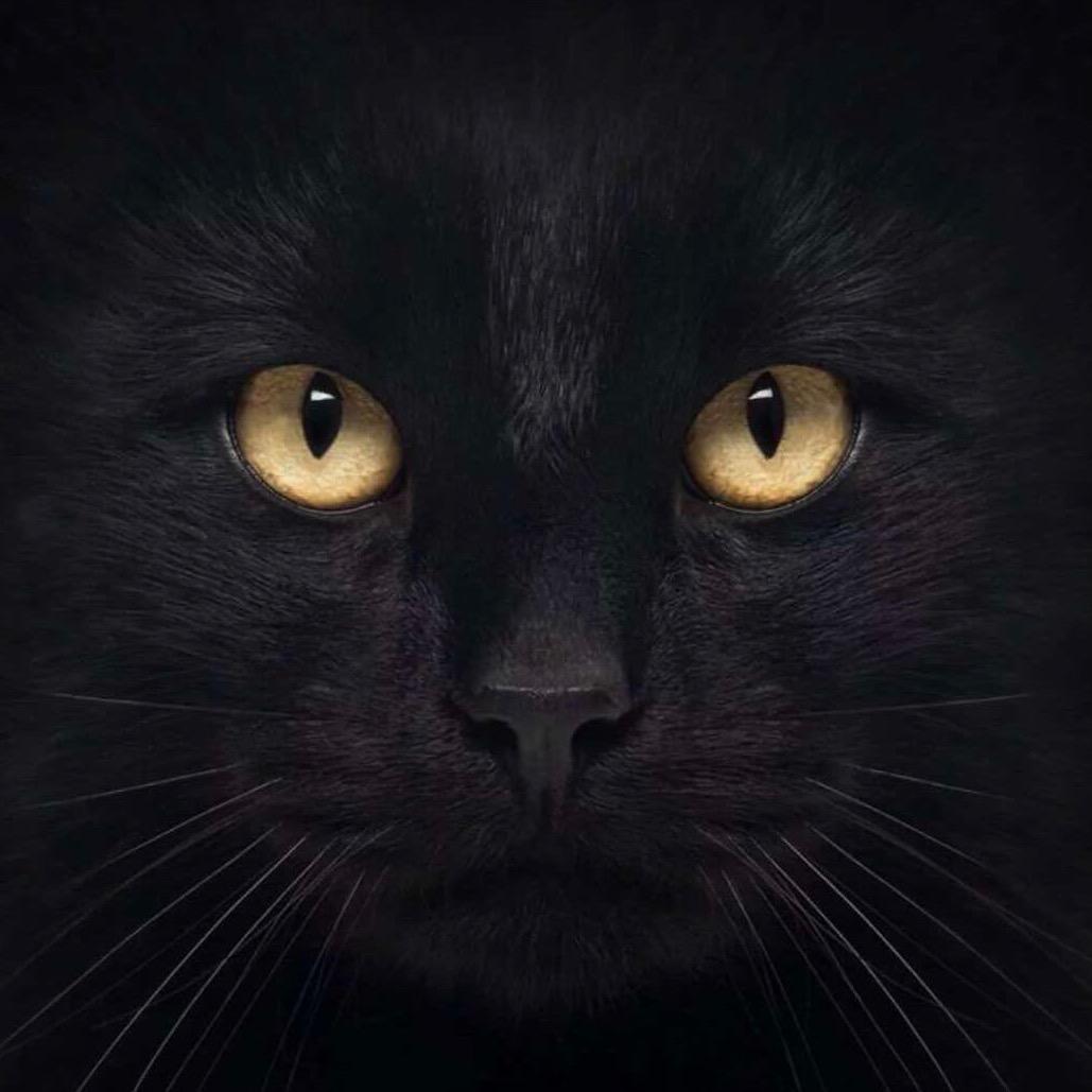 L.