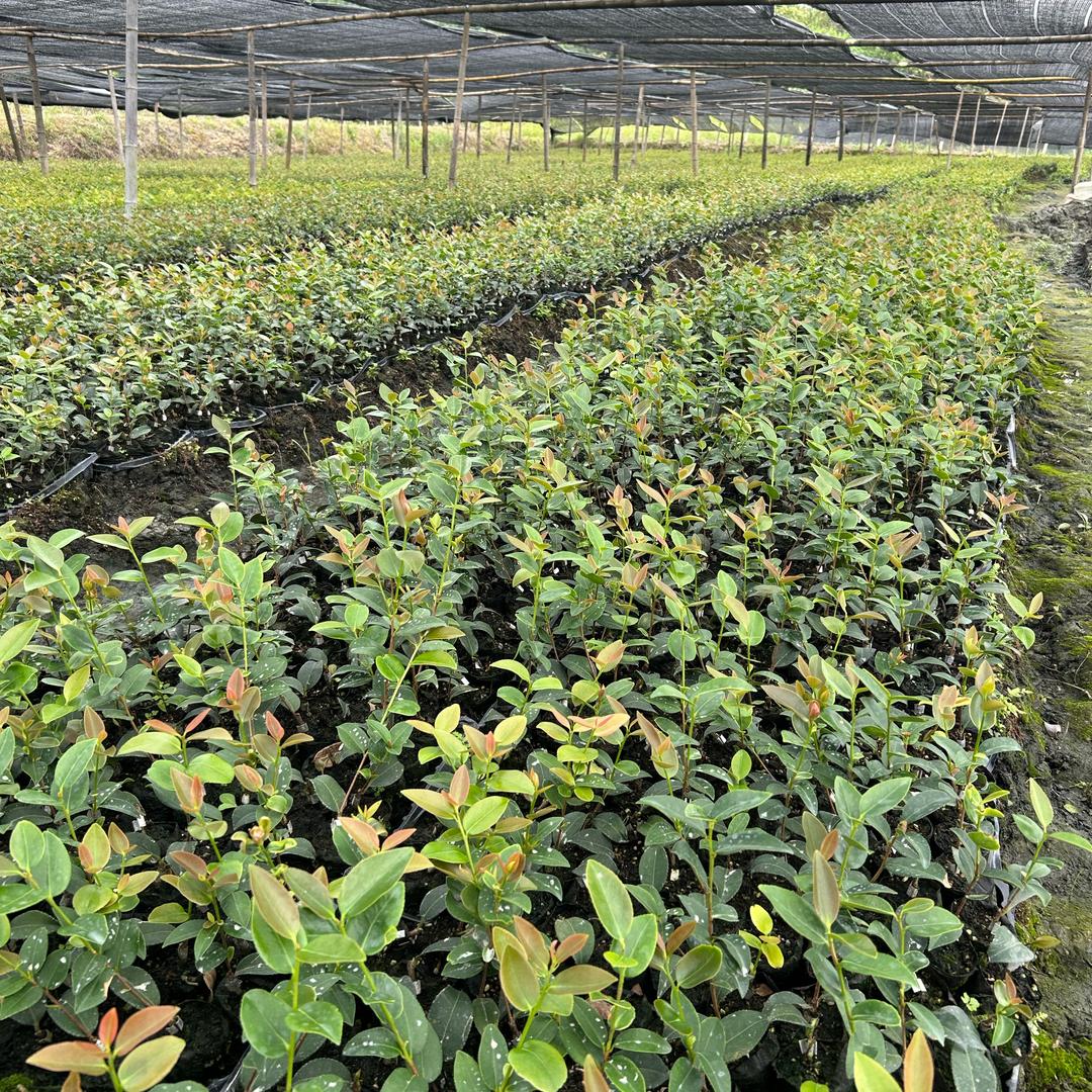 江西长林油茶苗培育基地