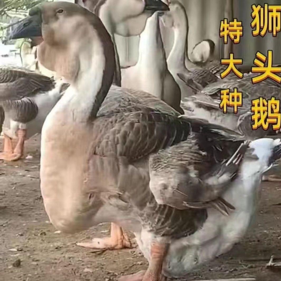 汕乐狮头鹅