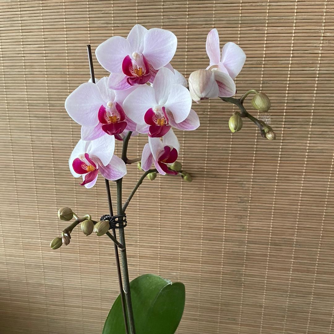 俪恩兰业