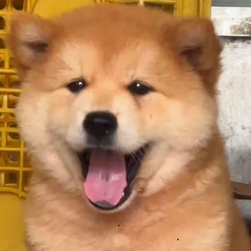 明哥宠物