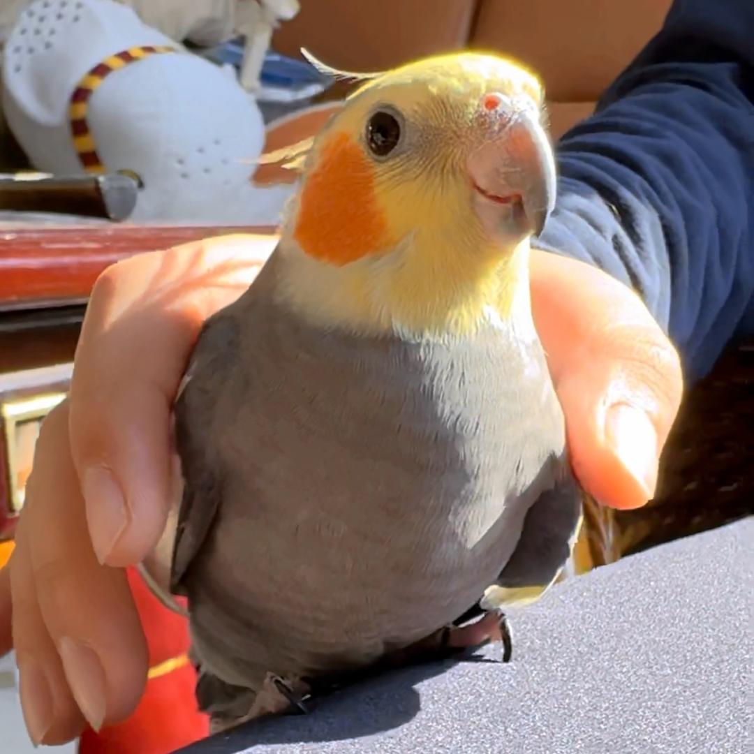 小曼的萌宠有点萌