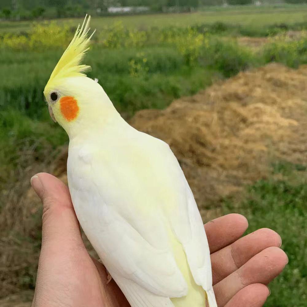 梦梦萌宠屋