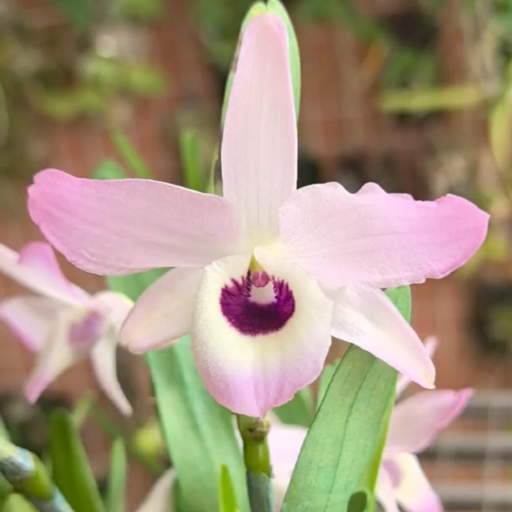 陌上花开