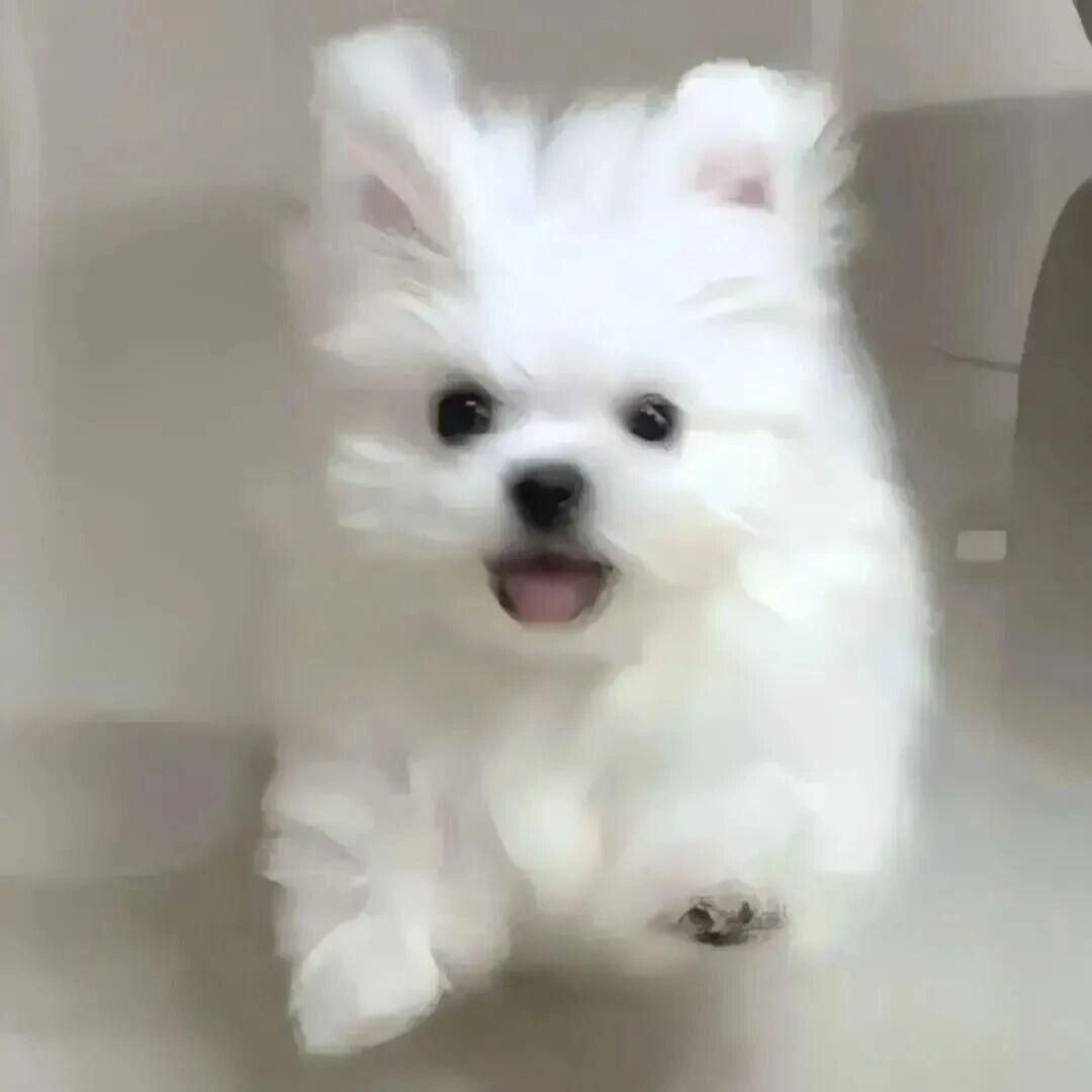 她说我像条🐶