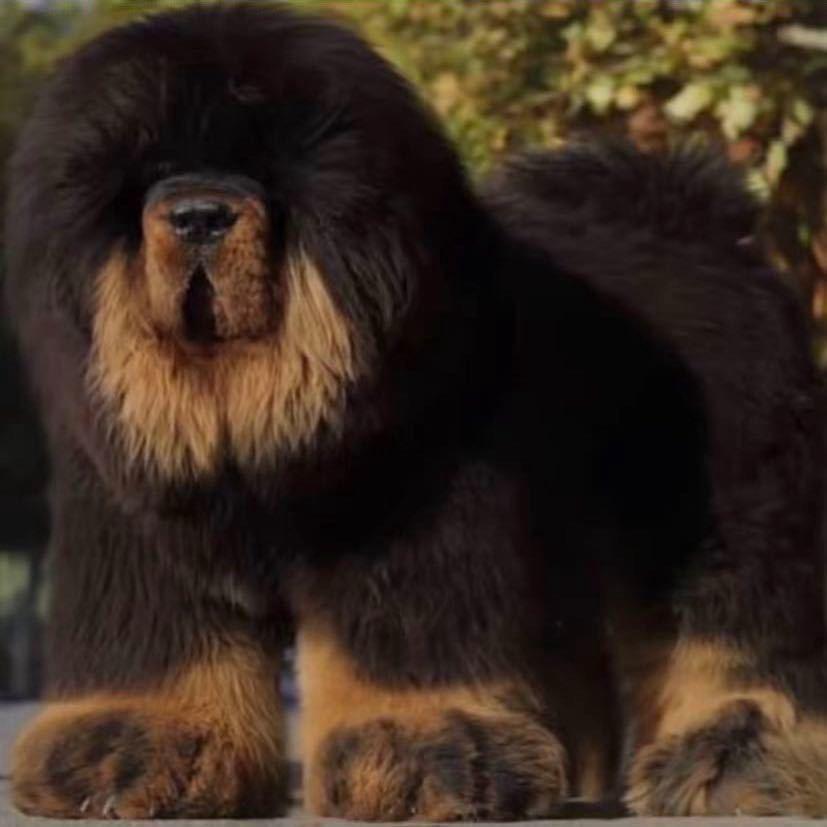 辽宁-名獒犬业🐩