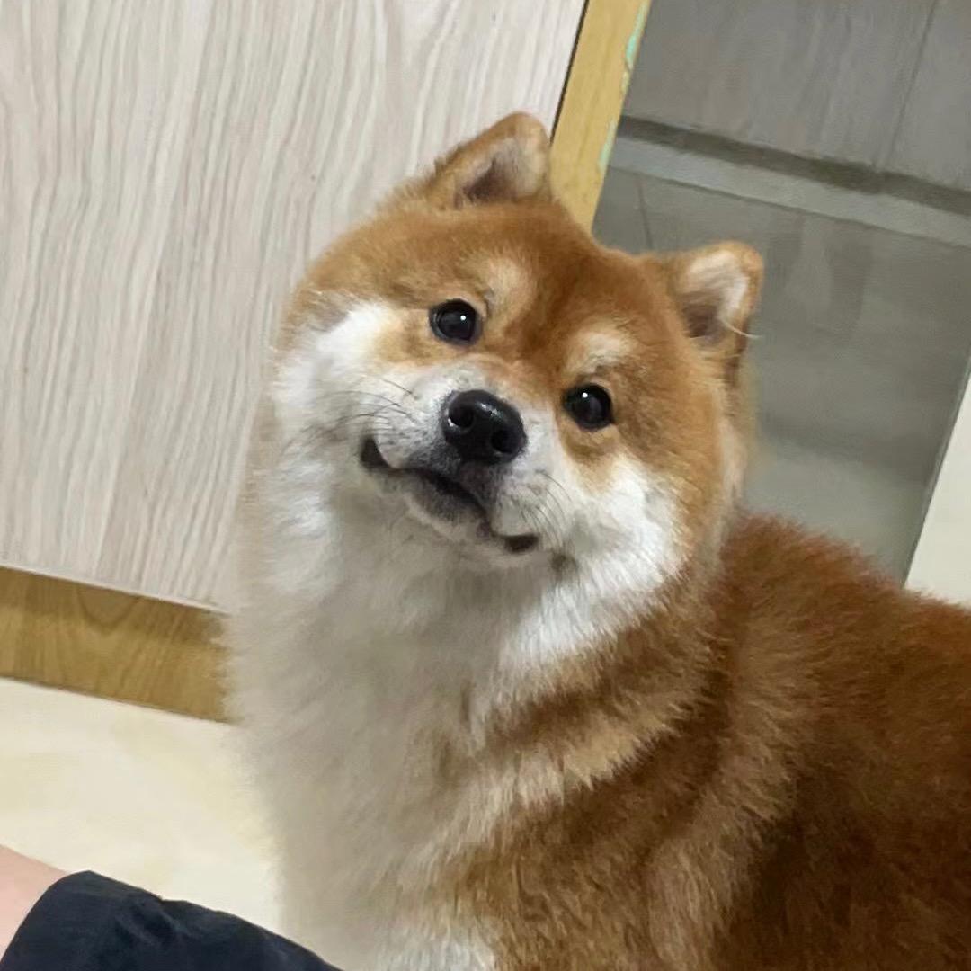 小狗马内