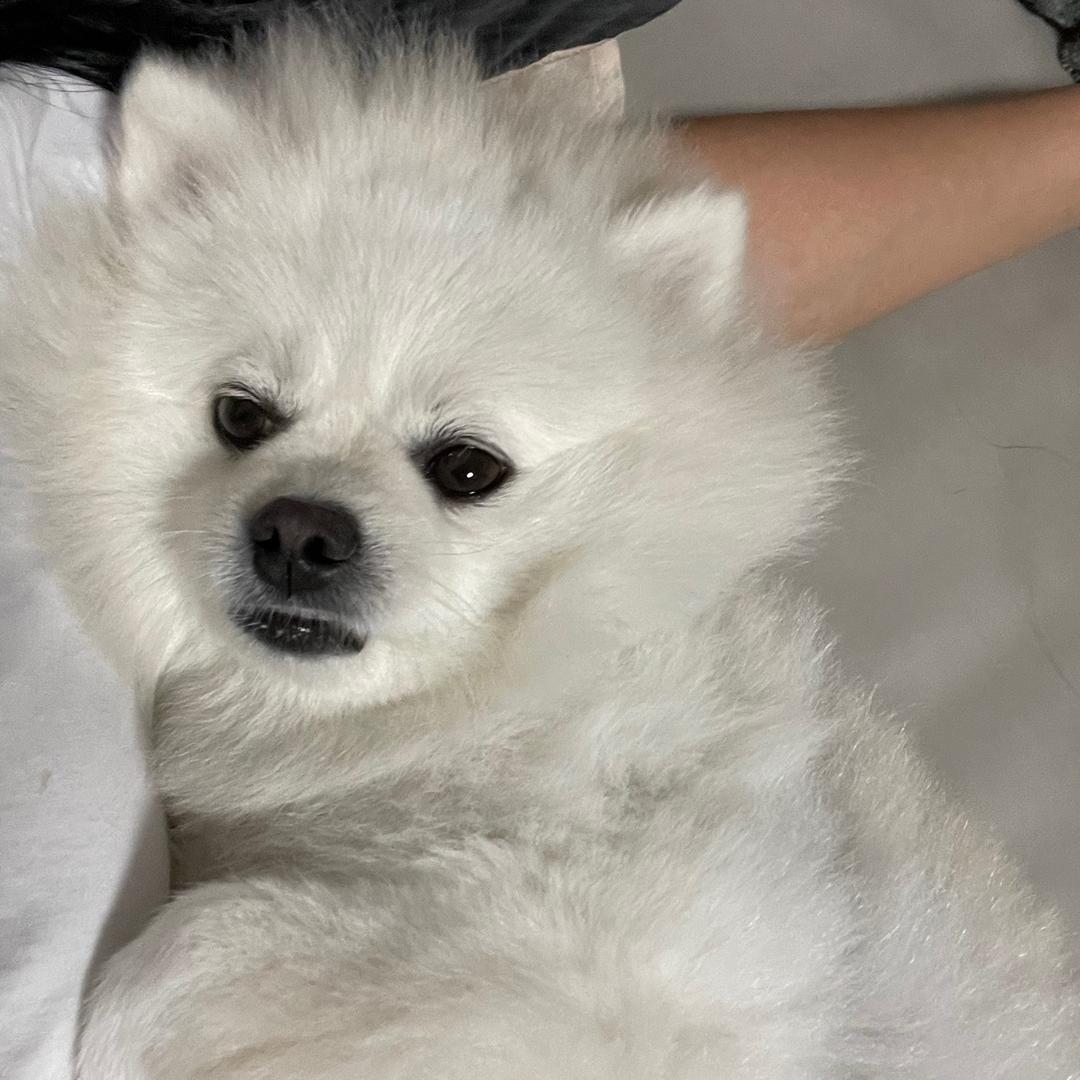 不服气的独角兽🦄️