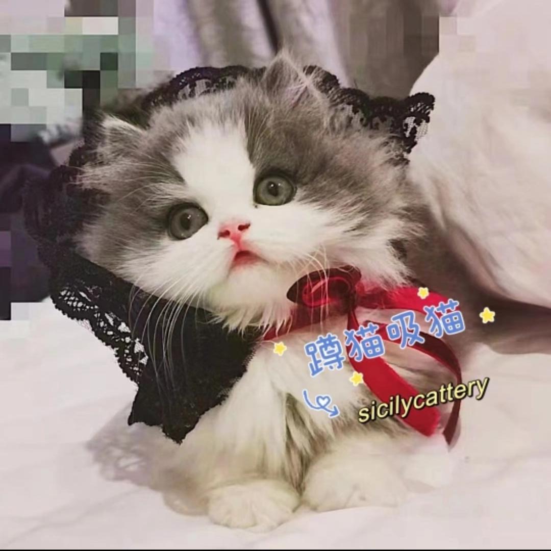 sicilycattery