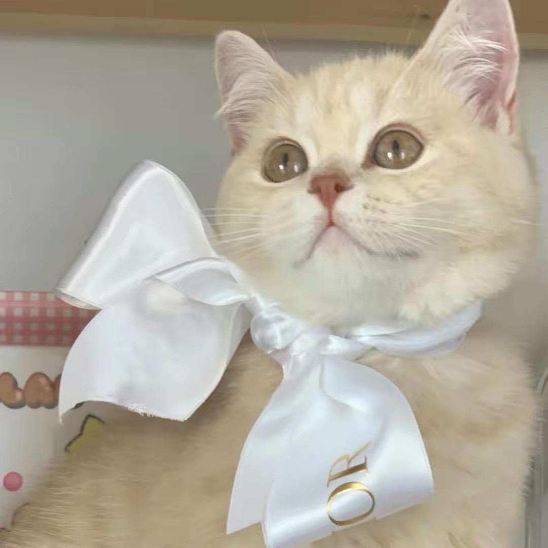 一只小Nini