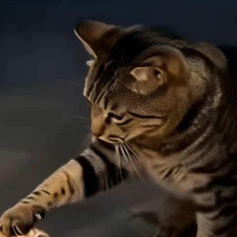 暴龙