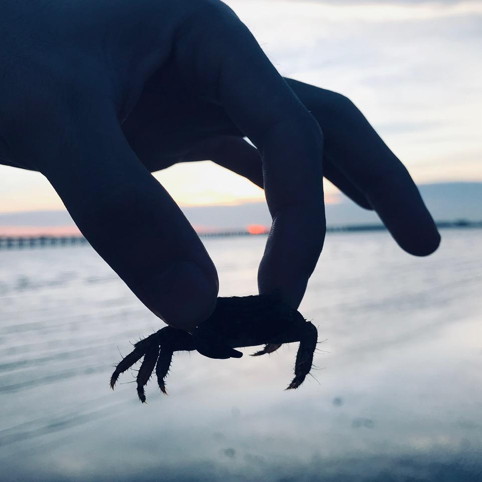 骑着皮蛋去打野