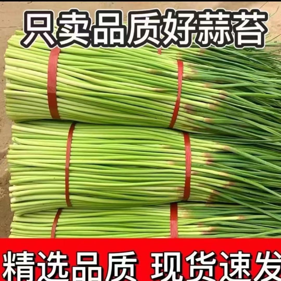 兰陵蔬菜生态园5