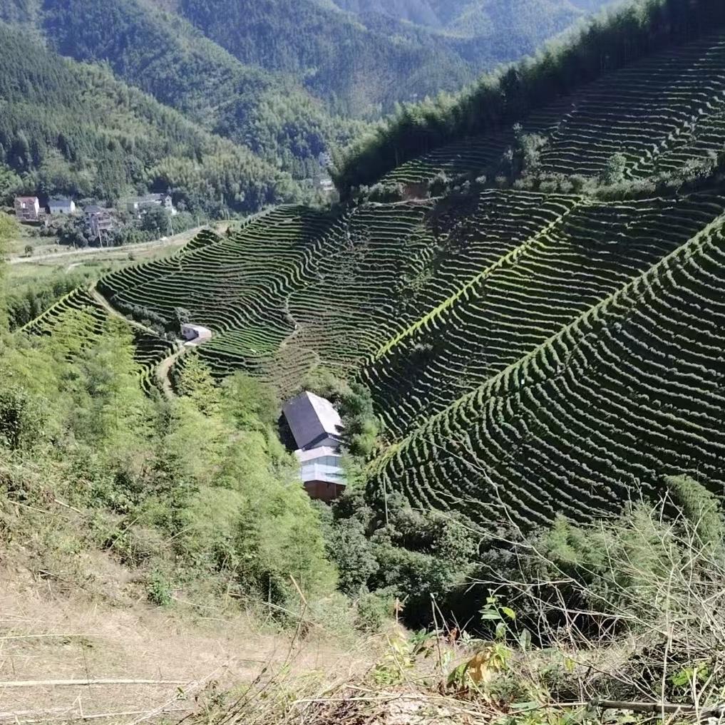 聚科伐竹承包（招团队）