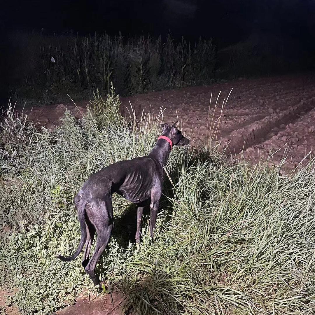 阿文赛犬
