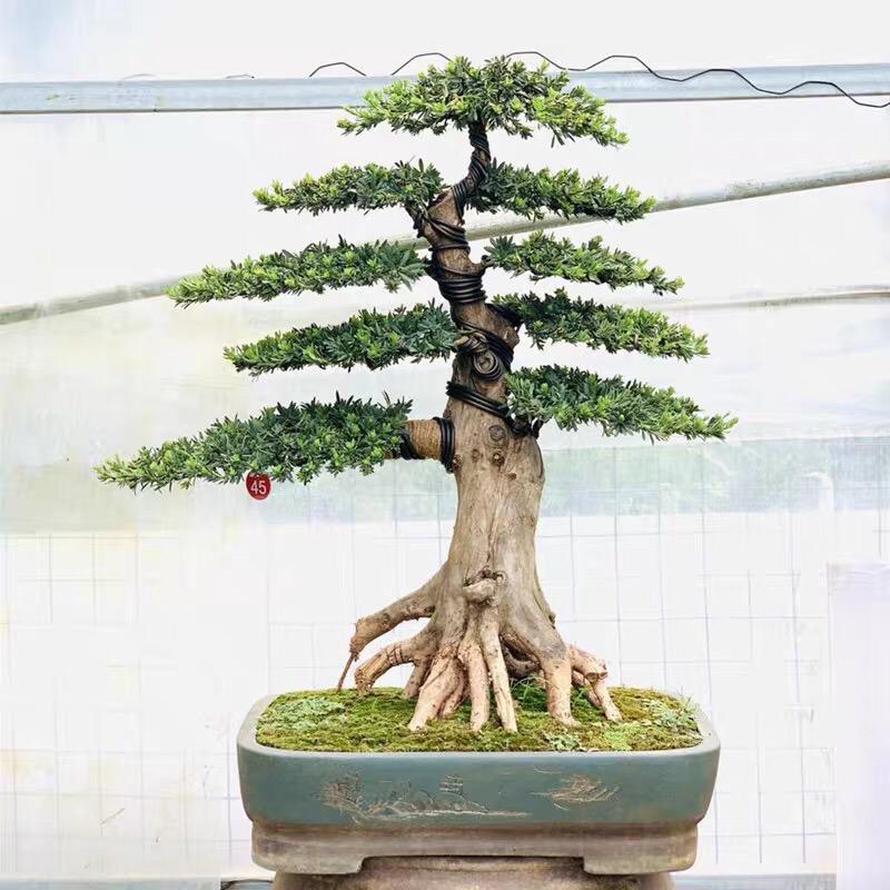百盈盆景