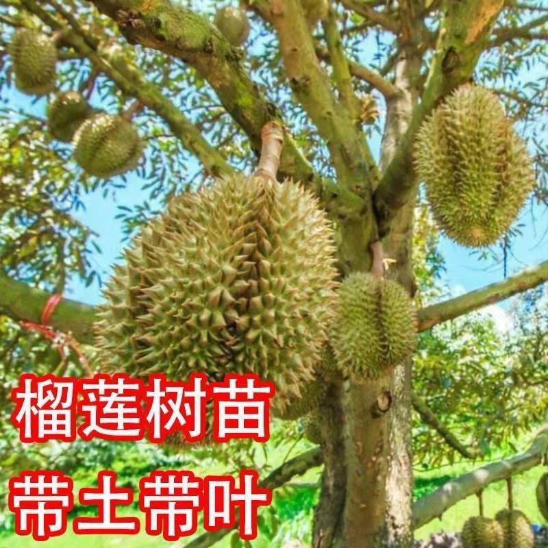 果果家果苗基地