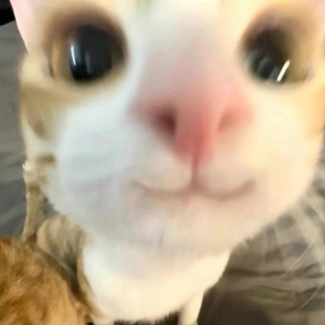 .猫猫侠