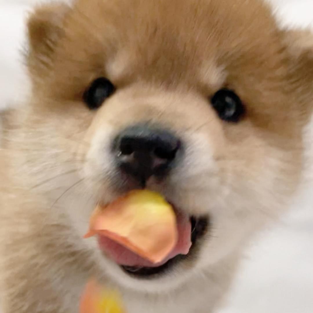 柴犬宇宙