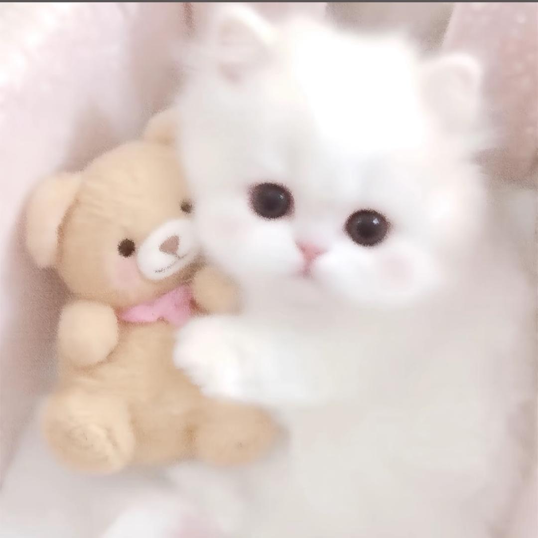 小猫/ᐠ - ˕ -マ Ⳋ