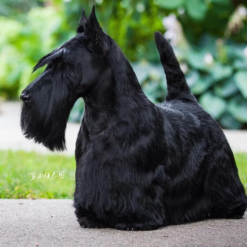 萌爪精品苏格兰梗