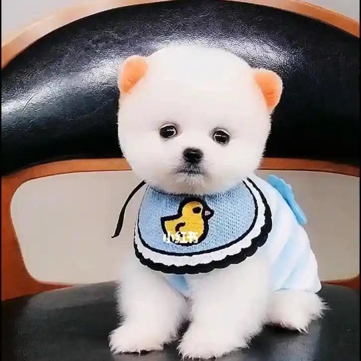 莹莹博美茶杯犬