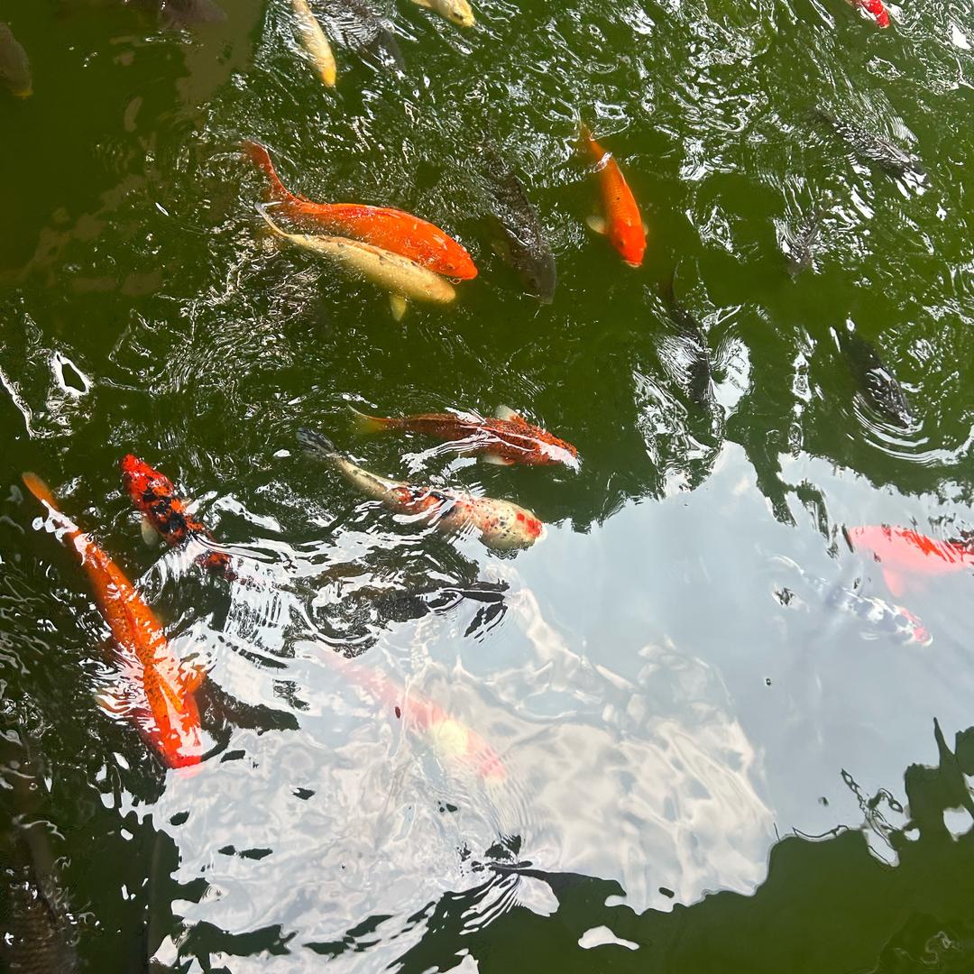 荣荣首播