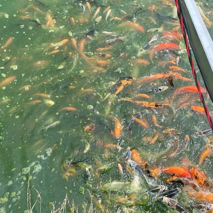 四牛牛