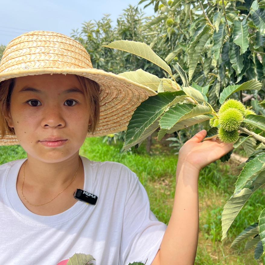 王小惠迁西板栗