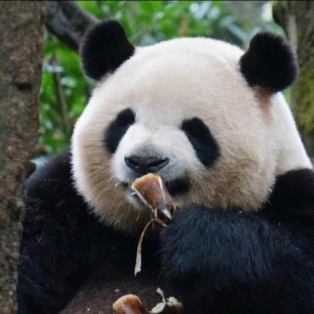 小熊猫肉肉拆卡