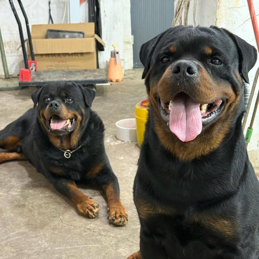 硕万嘉罗威纳犬业