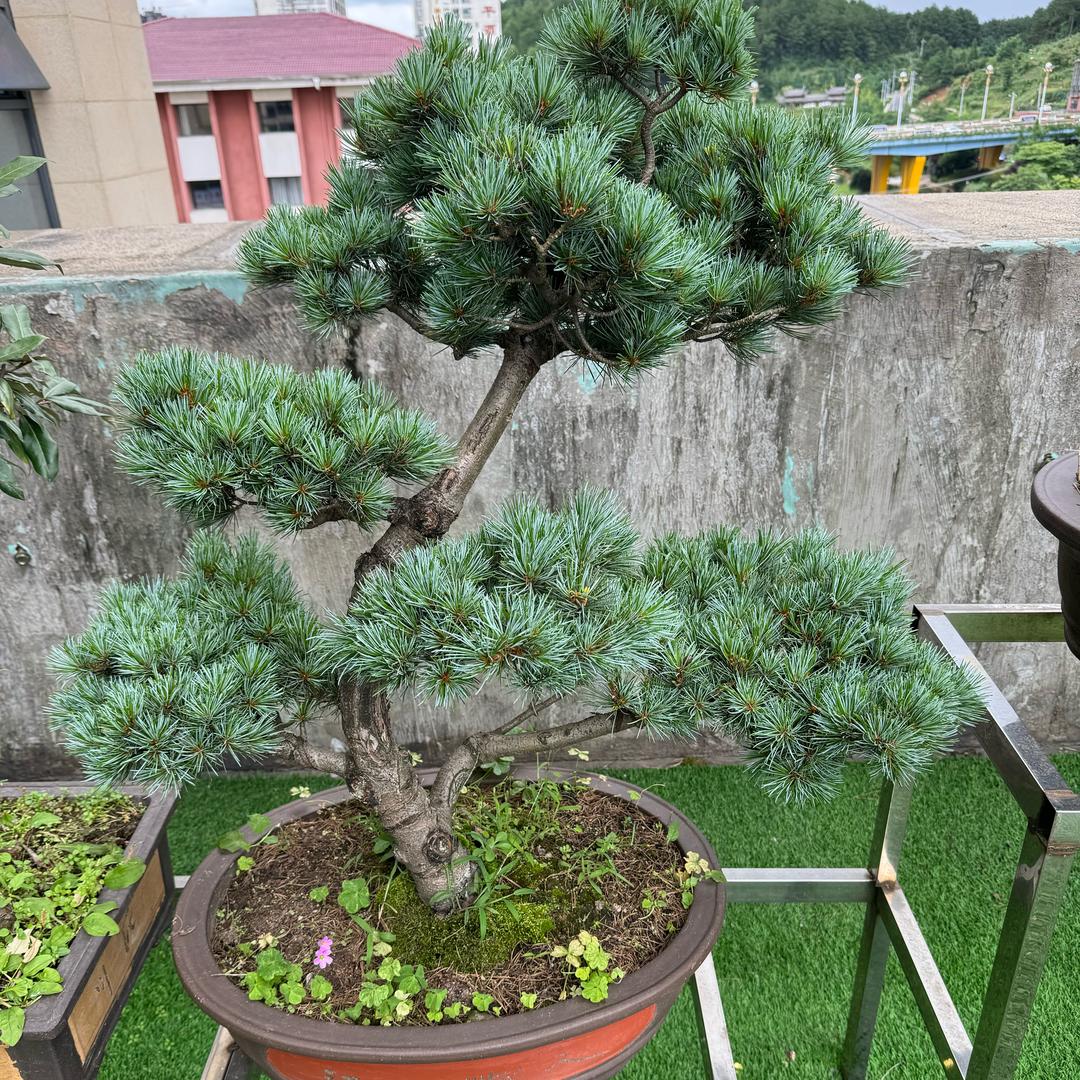 🌹🌹幺💔💔妹🍺🍺🍺🍺