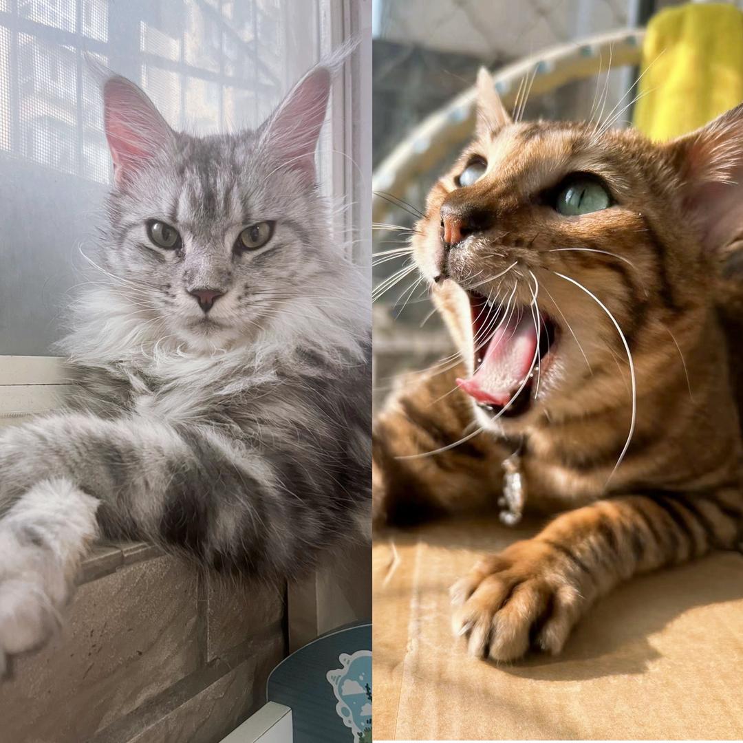 金喵喵&旺咪咪🐱
