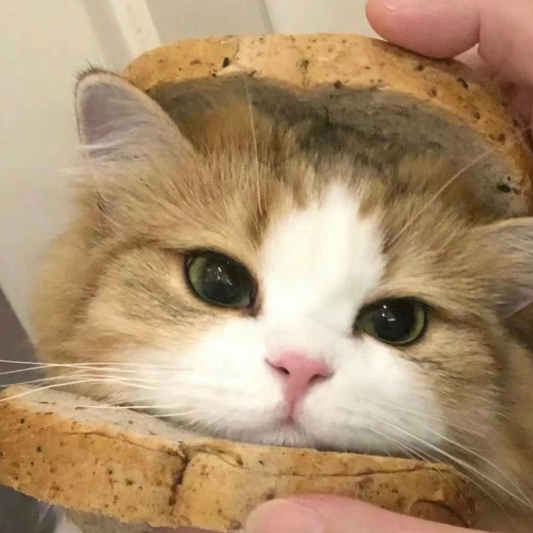 一个超级大傻瓜