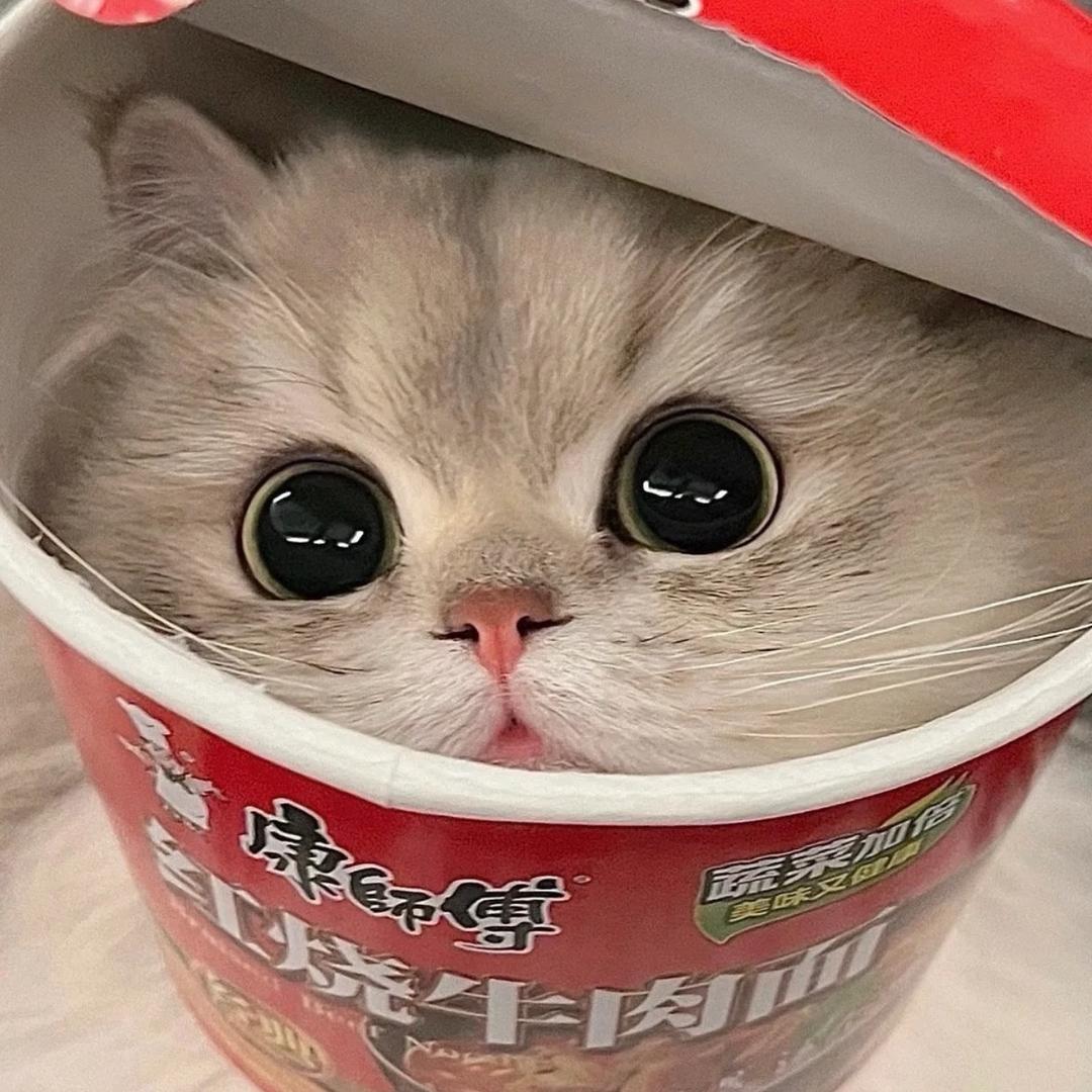 忱献🧸