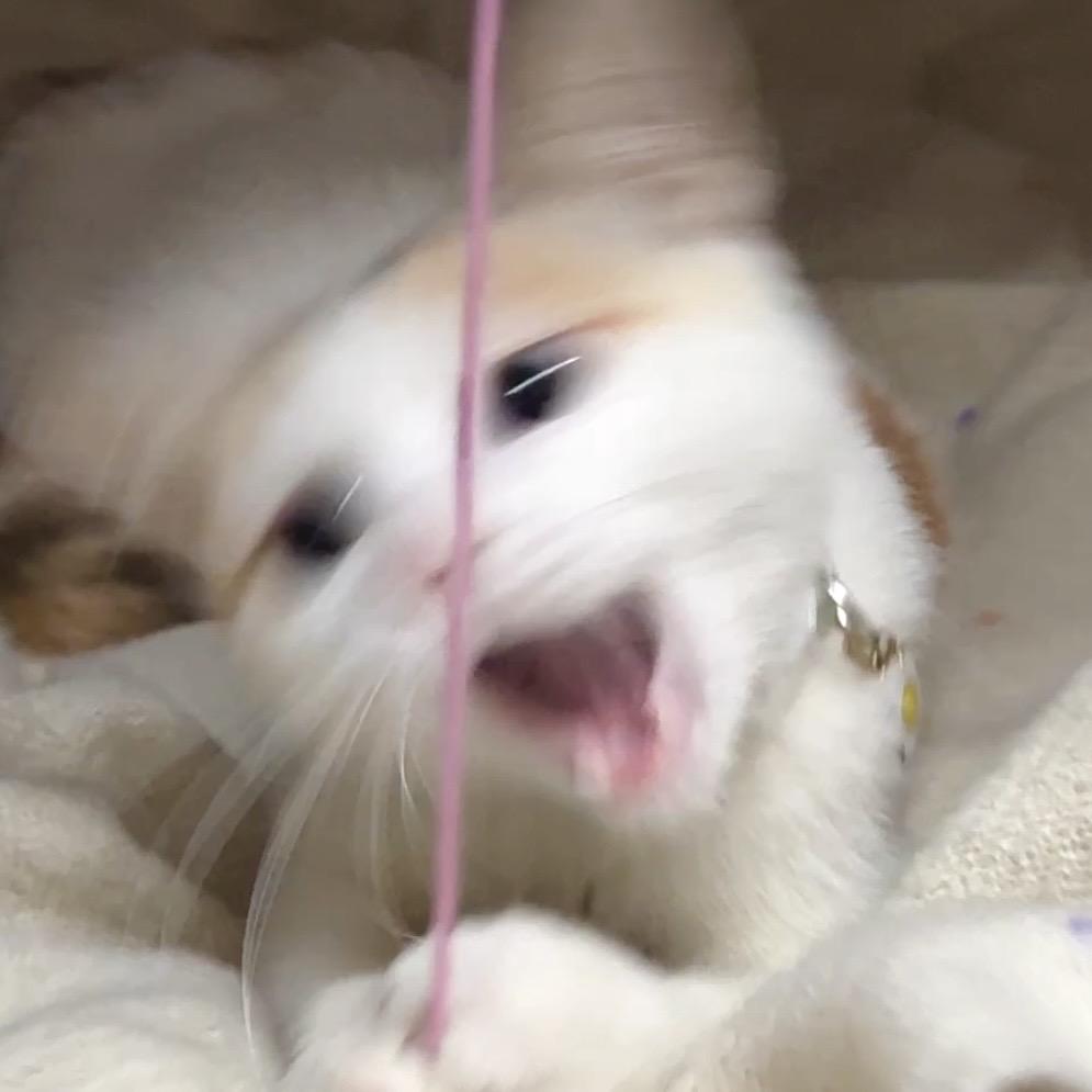烧卖小王
