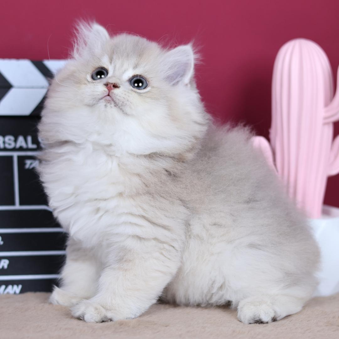 巨蟹座的猫♋