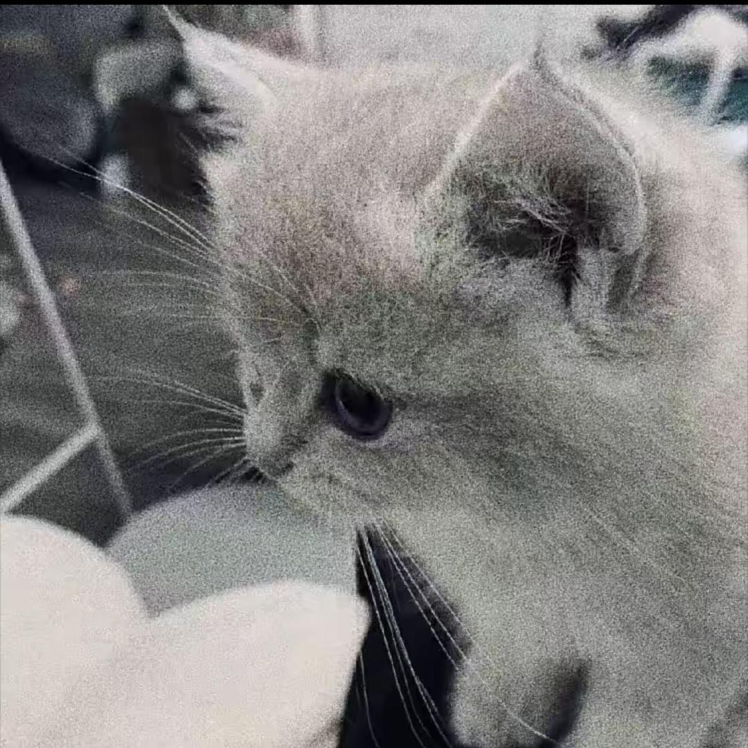 蛇                 🐍