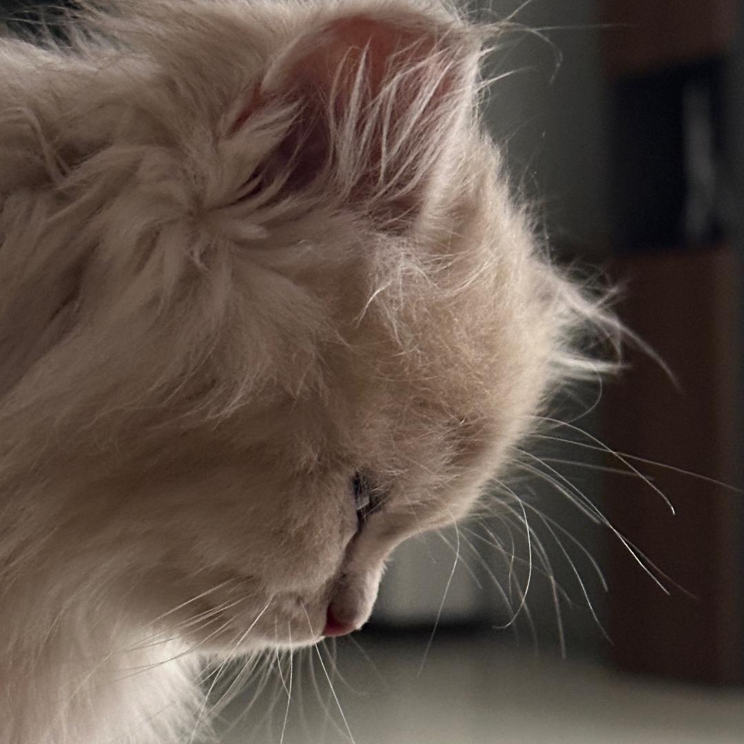 子龙龘【dá】龘【dá】📸