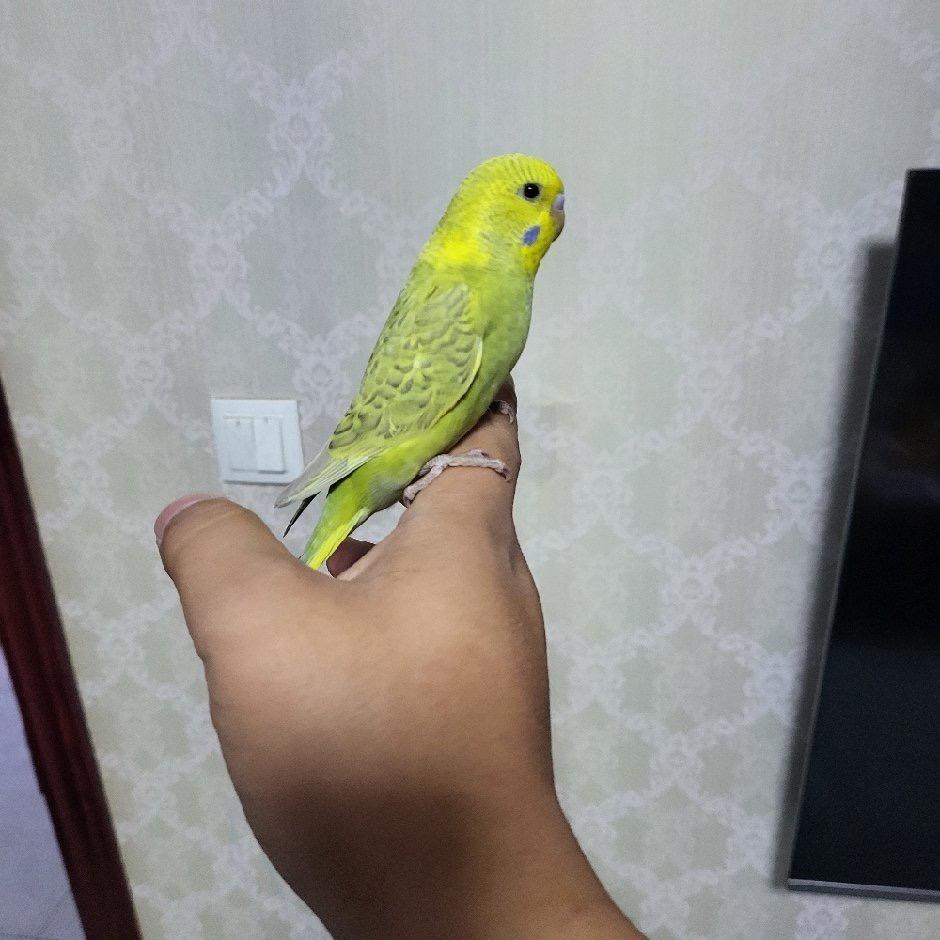 涿州久伴鹦鹉养殖