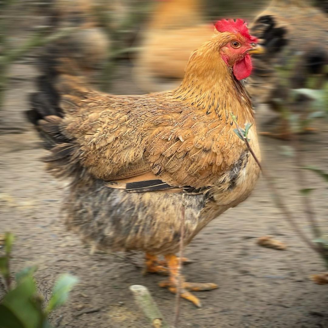 百里桂花农副特产店